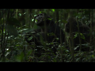 chimpanzee 2012 www comoenelcine net [documental] [brrip-720p] [latino 5 1]