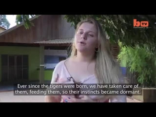 7 tigers live in brazilian family's house | brazilian bitches 